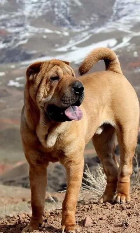 Shar Peis Wallpapers screenshot 4