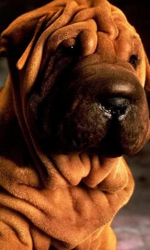 Shar Peis Wallpapers screenshot 5