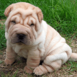 ikon Shar Peis Wallpapers