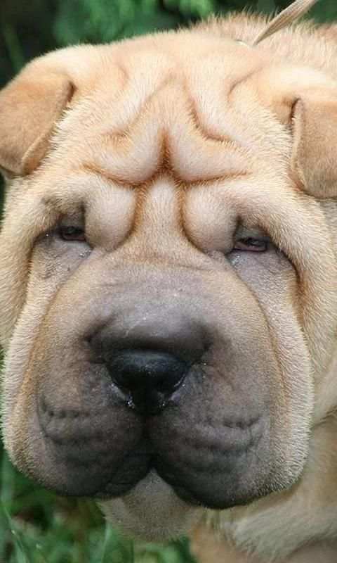 Shar Peis Wallpapers screenshot 3