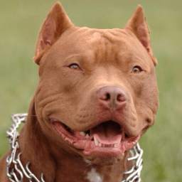 Pitbull Wallpapers 1.0