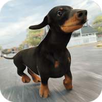 Dog Run - City Training 3D