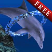 Dolphin Ring Trial