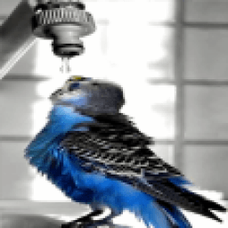 Parrot And Water Driping LWP icon