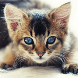 ikon Guess The Kitten Breed Trivia