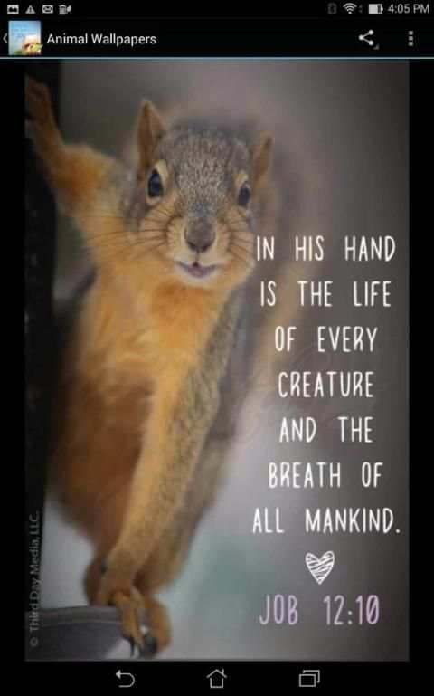Animal Christian Wallpapers S 4 تصوير الشاشة