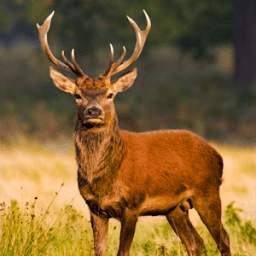 Deer Hunting Season 2016