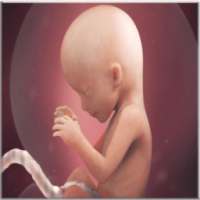 Fetal Development on 9Apps