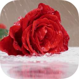 Rain Rose Live Wallpaper