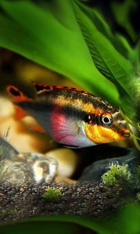 Fishes Aquarium 2 تصوير الشاشة