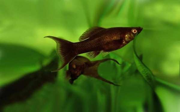 Fishes Aquarium 5 تصوير الشاشة