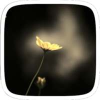 Golden Flower on 9Apps