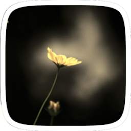 Golden Flower 1.0.0