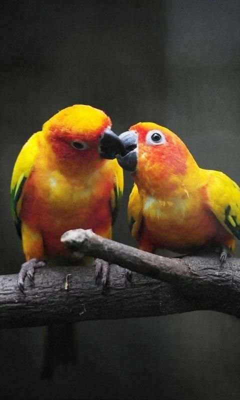 Birds LiveWallpaper स्क्रीनशॉट 3