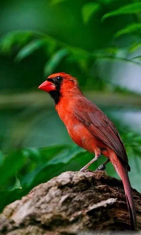 Birds LiveWallpaper स्क्रीनशॉट 1