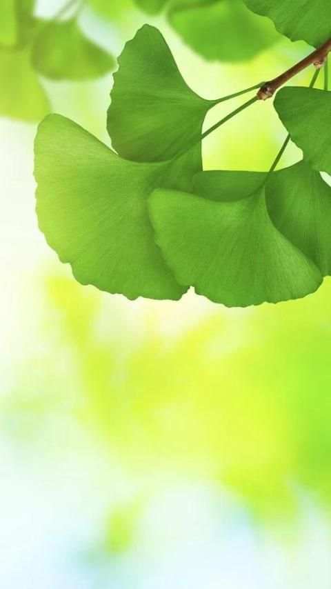 Wallpaper Galaxy S6 1 تصوير الشاشة