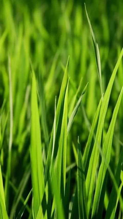Wallpaper Galaxy S6 6 تصوير الشاشة