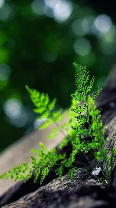 Wallpaper Galaxy S6 7 تصوير الشاشة