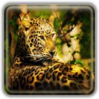 Leopard Wallpapers