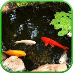 Koi Garden 3D Live Wallpaper 2.0