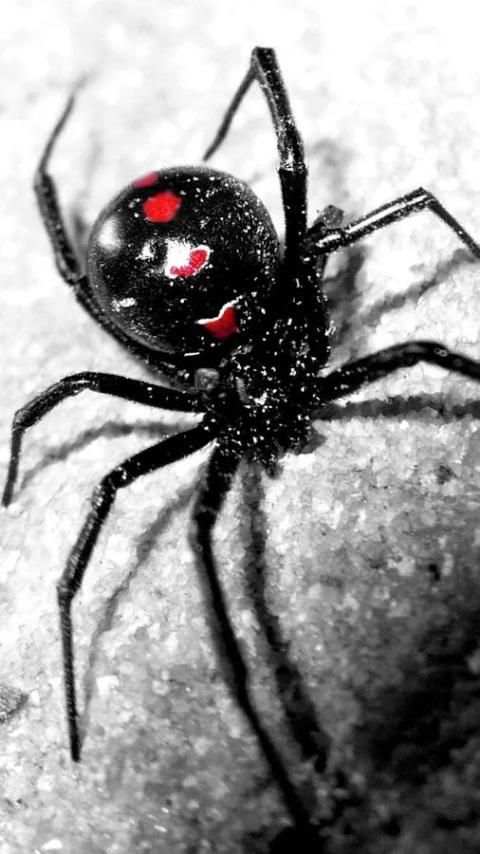 Black Widow Live Wallpaper screenshot 8
