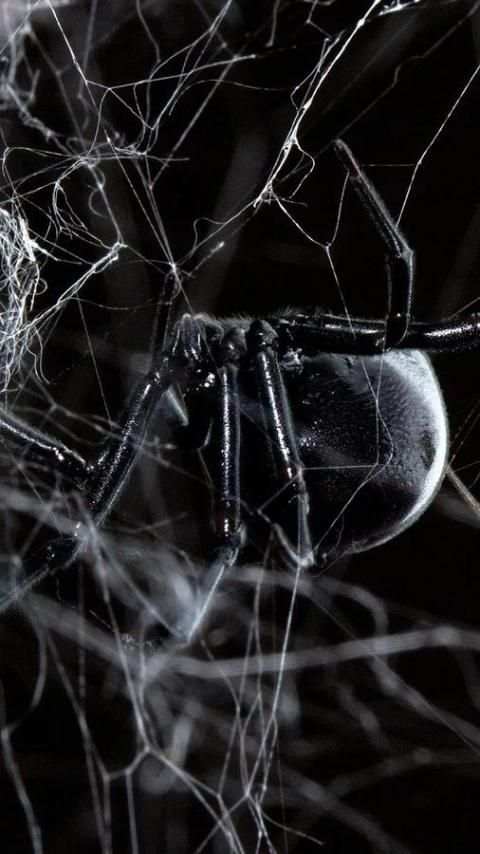 Black Widow Live Wallpaper screenshot 5