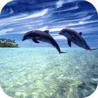 Magic Dolphins Live Wallpaper on 9Apps