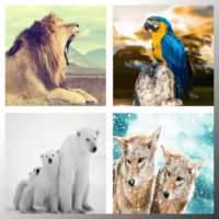 أفضل خلفيات الحيوانات للهاتف