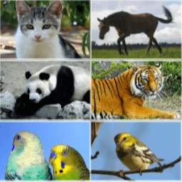 30 Animal sounds and ringtones