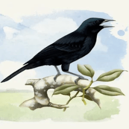 Canto Pássaro Preto (Melro) आइकन