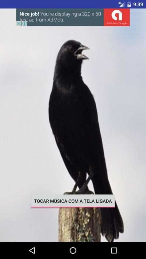 Canto Pássaro Preto (Melro) скриншот 5