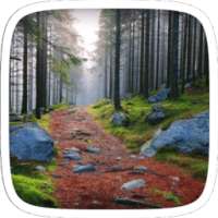 Forest Road Theme on 9Apps