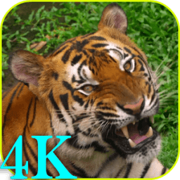 4K Video Live Wallpaper أيقونة