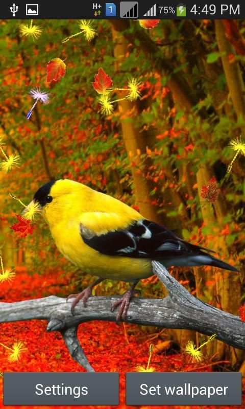 Cute Birds Live Wallpaper 4 تصوير الشاشة