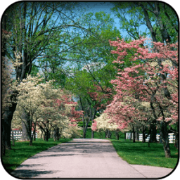 गार्डन वॉलपेपर आइकन