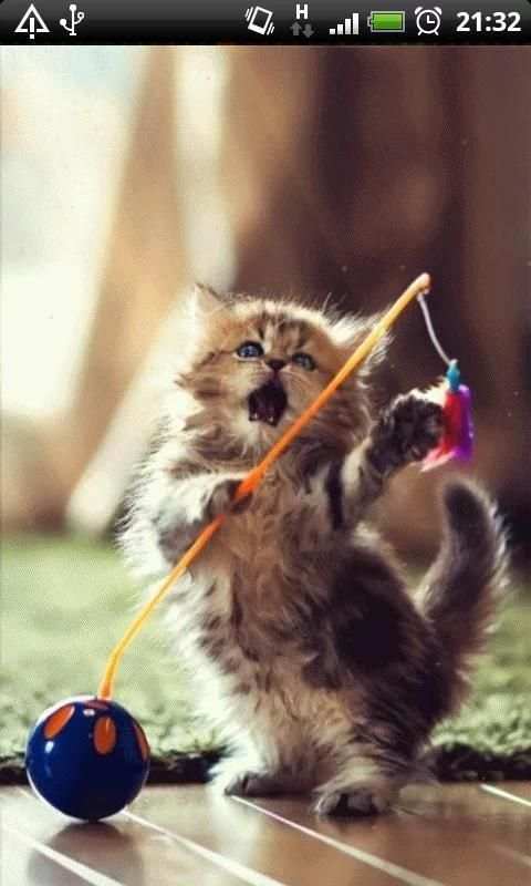 dancing cat live wallpaper screenshot 1
