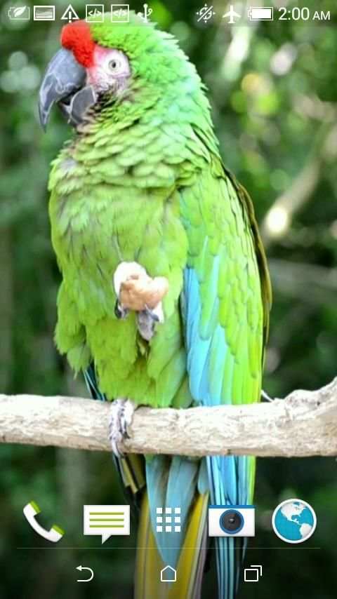 Birds 3D Video Live Wallpaper screenshot 3