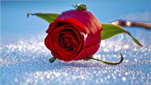 Rose Flower Wallpapers screenshot 5