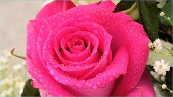 Rose Flower Wallpapers screenshot 6