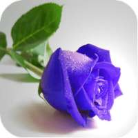 Rose Flower Wallpapers