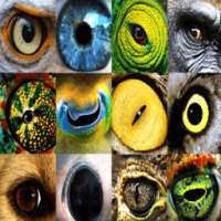 The eyes of animals on 9Apps