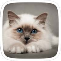 Blue Eye Cat Theme on 9Apps