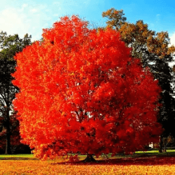 ikon Autumn Leaves Live Wallpaper