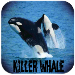 Killer whale sound icon