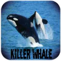 Killer whale sound on 9Apps