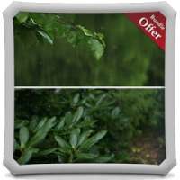 Leafy Rainfall LIVE WALLPAPER on 9Apps