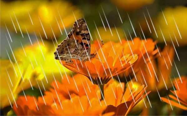 Autumn Flowers HD screenshot 2