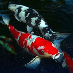 Koi Fish Live Wallpaper иконка