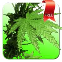 Weed 3D Live Wallpaper