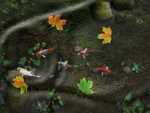 Wallpaper Hidup Koi Pond screenshot 10